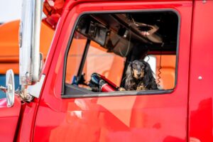 Dog peeking out of a truck window